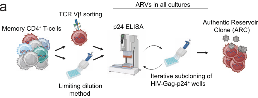 图 | 真实病毒库的分离策略及过程（来源：论文）