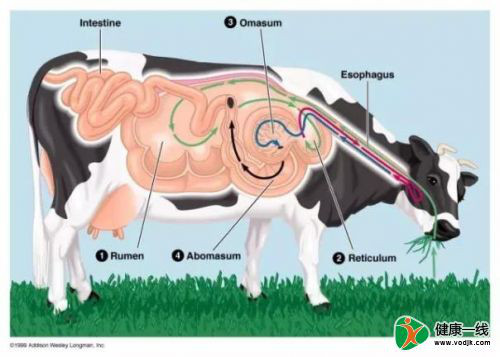 用奶牛产出艾滋病疫苗！
